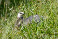 Pearl Kite Gampsonyx swainsonii leonae 