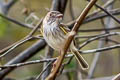 Pearly-vented Tody-Tyrant Hemitriccus margaritaceiventer impiger