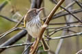 Pearly-vented Tody-Tyrant Hemitriccus margaritaceiventer impiger