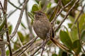 Perija Thistletail Asthenes perijana