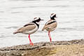 Pied Plover Hoploxypterus cayanus