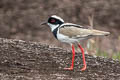 Pied Plover Hoploxypterus cayanus