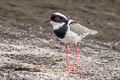 Pied Plover Hoploxypterus cayanus