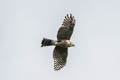 Plain-breasted Hawk Accipiter ventralis