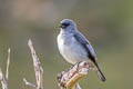 Plain-coloured Tanager Tangara inornata languens