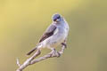 Plain-coloured Tanager Tangara inornata languens