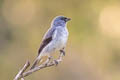 Plain-coloured Tanager Tangara inornata languens