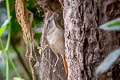 Plain-crowned Spinetail Synallaxis gujanensis columbiana