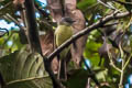 Plumbeous-crowned Tyrannulet Phyllomyias plumbeiceps