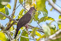 Plumbeous Pigeon Patagioenas plumbea bogotensis