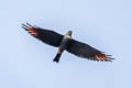 Plumbeous Kite Ictinia plumbea