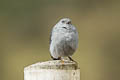 Plumbeous Sierra Finch Geospizopsis unicolor geospizopsis