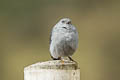 Plumbeous Sierra Finch Geospizopsis unicolor geospizopsis