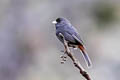 Plumbeous Sierra Finch Geospizopsis unicolor nivarius