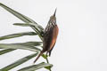 Point-tailed Palmcreeper