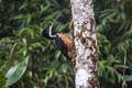 Powerful Woodpecker Campephilus pollens pollens