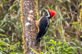 Powerful Woodpecker Campephilus pollens pollens