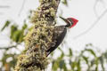 Powerful Woodpecker Campephilus pollens pollens