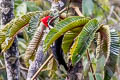 Powerful Woodpecker Campephilus pollens pollens