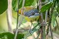 Prothonotary Warbler Prothonotary Warbler
