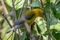 Prothonotary Warbler Prothonotary Warbler