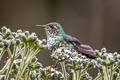 Purple-backed Thornbill Ramphomicron microrhynchum microrhynchum