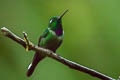 Purple-bibbed Whitetip Urosticte benjamini