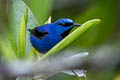 Purple Honeycreeper Cyanerpes caeruleus chocoanus