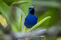 Purple Honeycreeper Cyanerpes caeruleus chocoanus