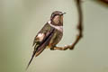 Purple-throated Woodstar Philodice mitchellii