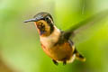 Purple-throated Woodstar Philodice mitchellii