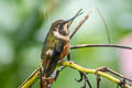 Purple-throated Woodstar Philodice mitchellii