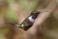 Purple-throated Woodstar Philodice mitchellii