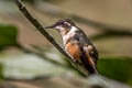 Purple-throated Woodstar Philodice mitchellii