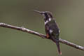 Purple-throated Woodstar Philodice mitchellii