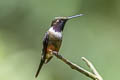 Purple-throated Woodstar Philodice mitchellii