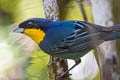 Purplish-mantled Tanager Iridosornis porphyrocephalus