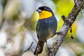 Purplish-mantled Tanager Iridosornis porphyrocephalus