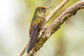 Rainbow-bearded Thornbill Chalcostigma herrani tolimae