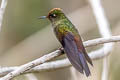 Rainbow-bearded Thornbill Chalcostigma herrani tolimae