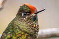 Rainbow-bearded Thornbill Chalcostigma herrani tolimae