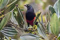 Red-bellied Grackle Hypopyrrhus pyrohypogaster