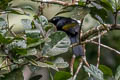 Red-bellied Grackle Hypopyrrhus pyrohypogaster