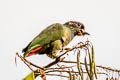 Red-billed Parrot Pionus sordidus saturatus