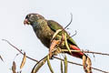 Red-billed Parrot Pionus sordidus saturatus