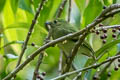 Red-capped Manakin Ceratopipra mentalis minor