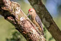 Red-crowned Woodpecker Melanerpes rubricapillus rubricapillus 