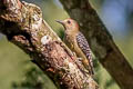 Red-crowned Woodpecker Melanerpes rubricapillus rubricapillus 