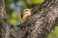 Red-crowned Woodpecker Melanerpes rubricapillus rubricapillus 