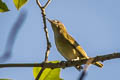 Red-eyed Vireo Vireo olivaceus